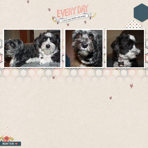 Puppy Photo Shoot