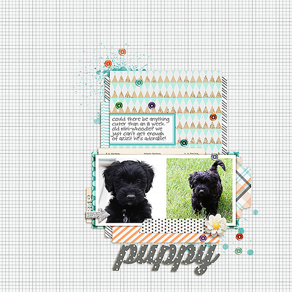 puppy