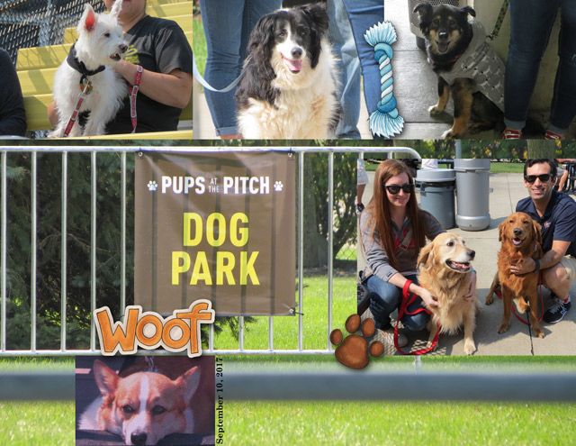Pups-at-the-Pitch