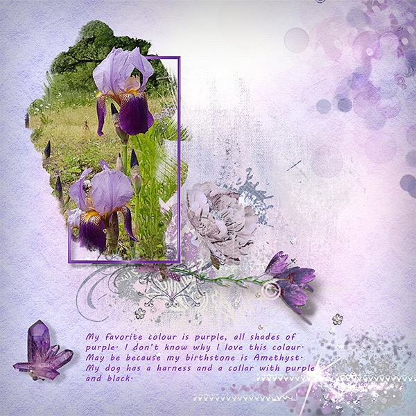 Purple Iris
