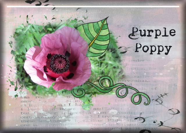 Purple Poppy