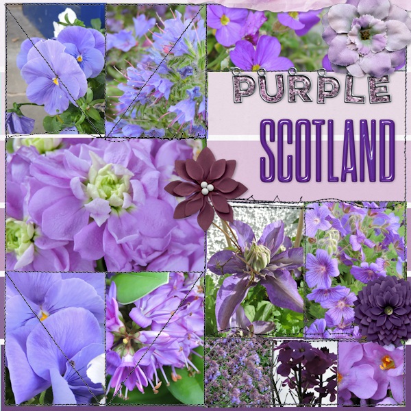 purple Scotland