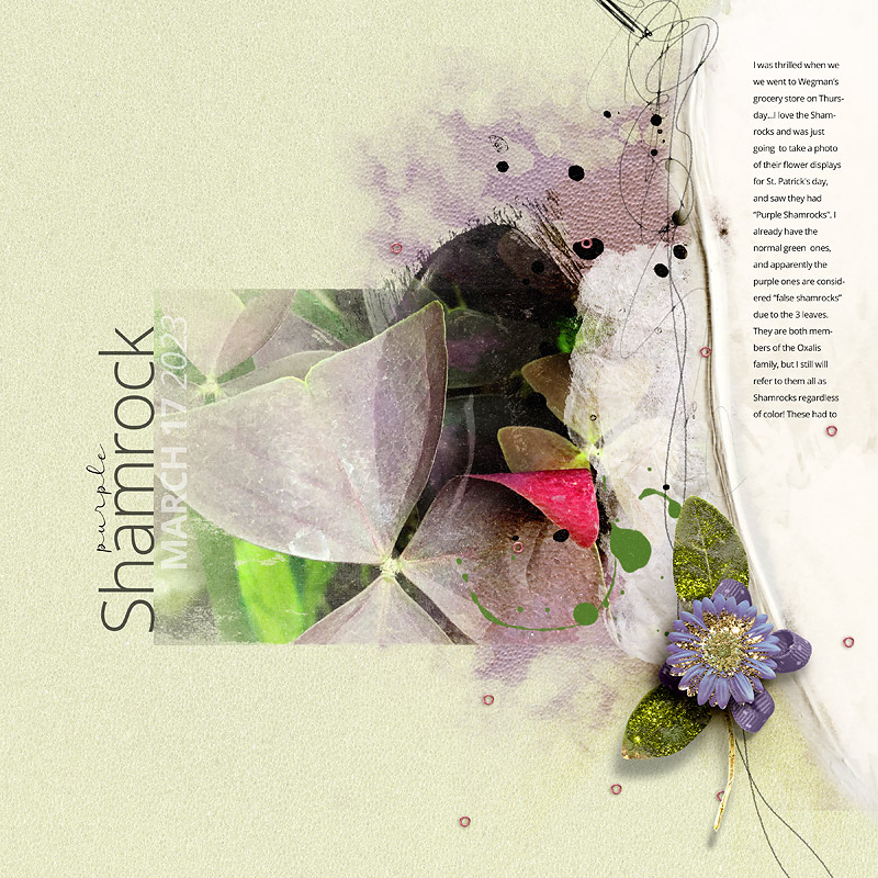 Purple Shamrock