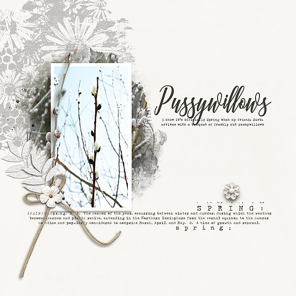 pussywillows