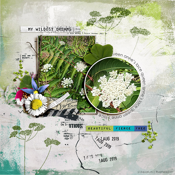 Queen Anne's Lace