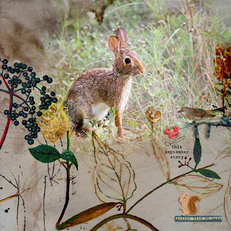 Rabbit