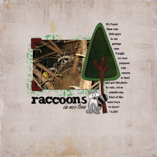 raccoons
