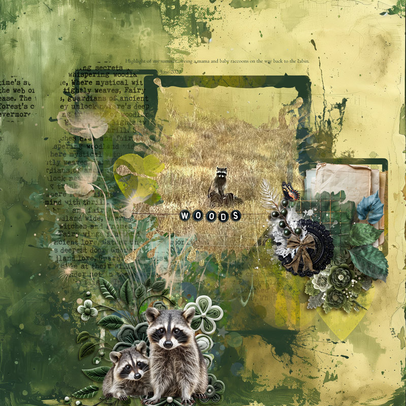 Raccoons