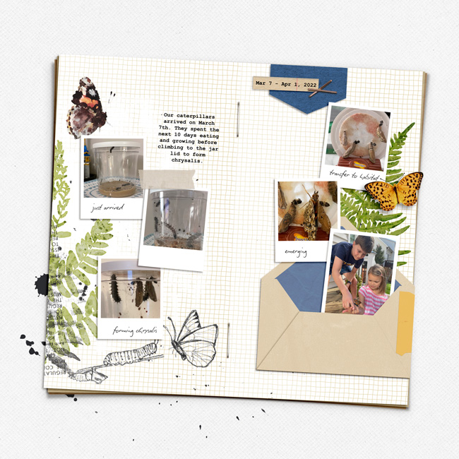 Raising Butterflies