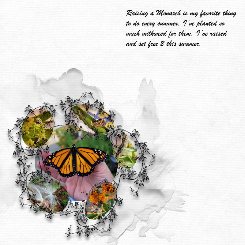 Raising Monarch Butterflies