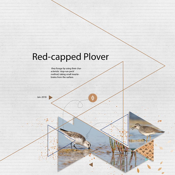 Red-capped Plover