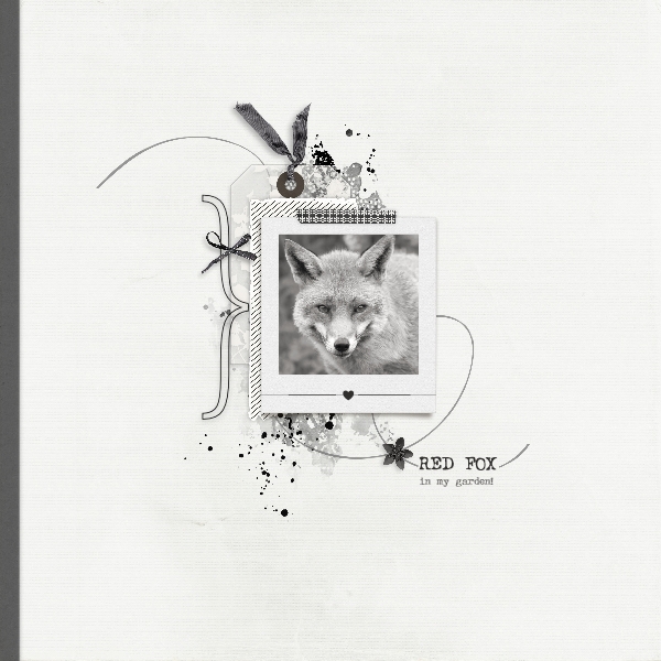 Red Fox