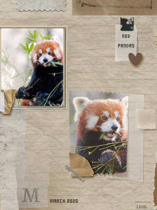 Red Pandas