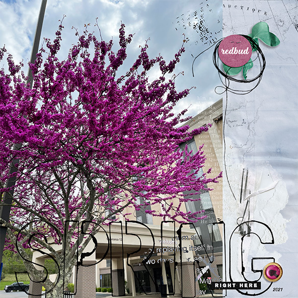 Redbud Spring
