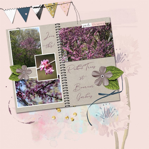 Redbud Trees