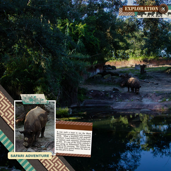 Rhino Reflection