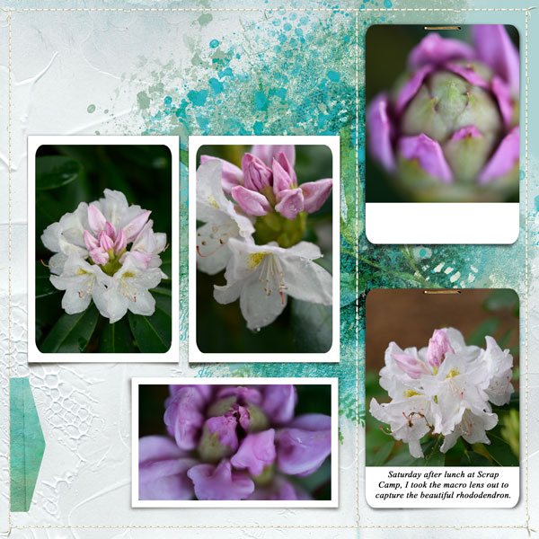 Rhododendron