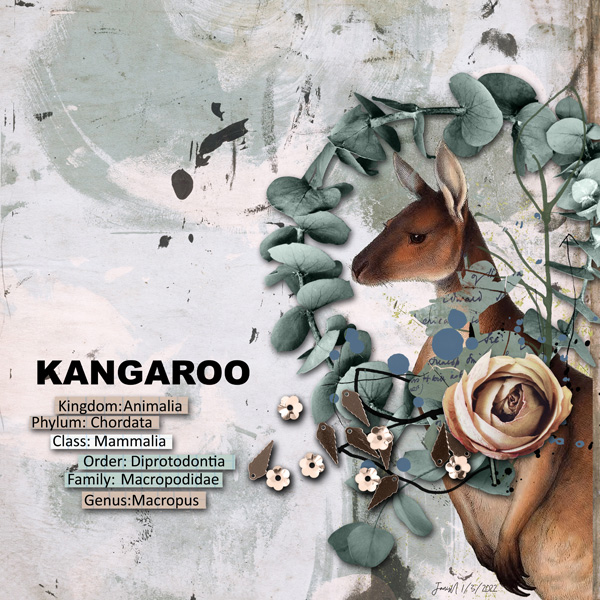 Rjefferies_kangaroo