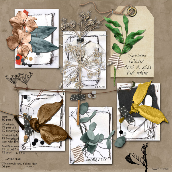 RJefferies_specimenscollected