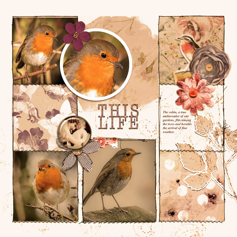 Robin