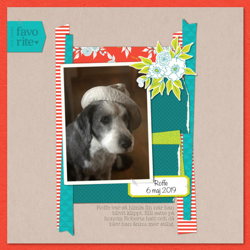 Roffe the dog