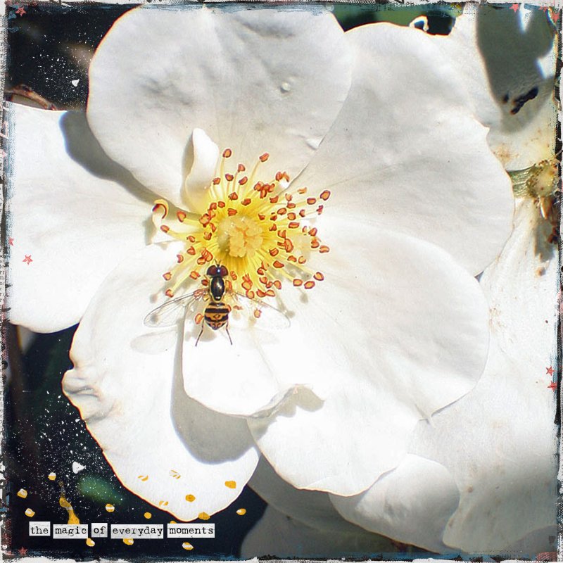 Rose And Bee June Style Challenge