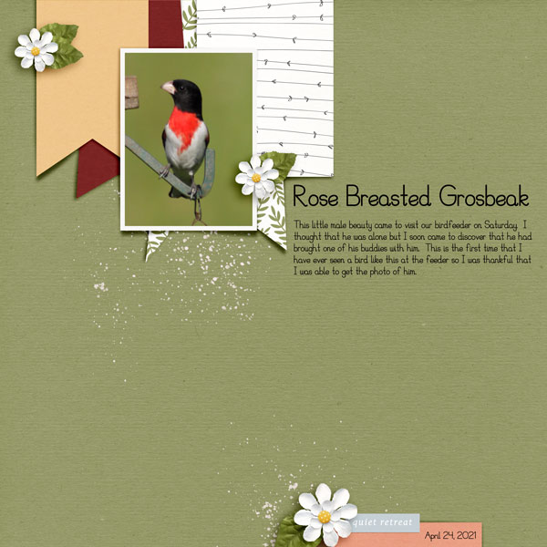 Rose-Breasted-Grosbeak