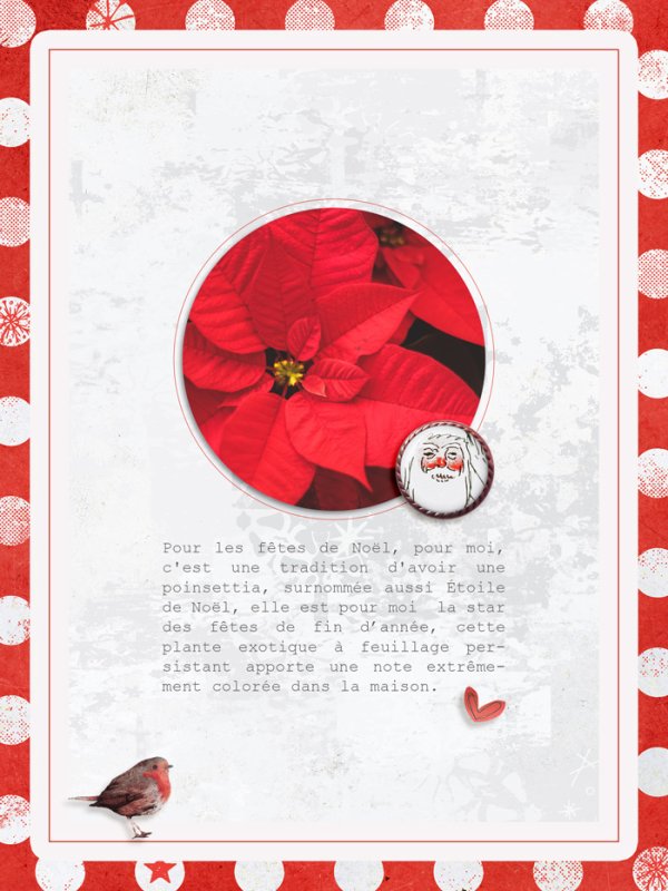 Rose de Noël