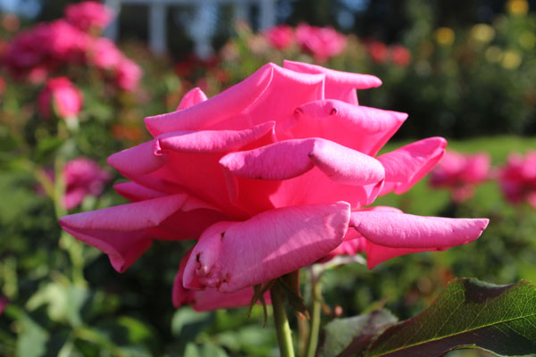 Rose