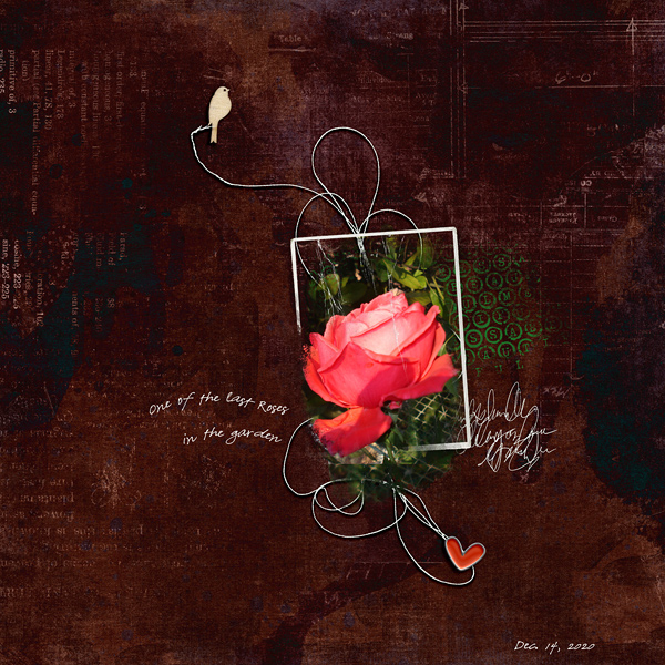 Rose