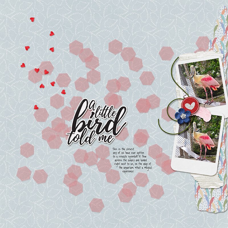 roseate encounter