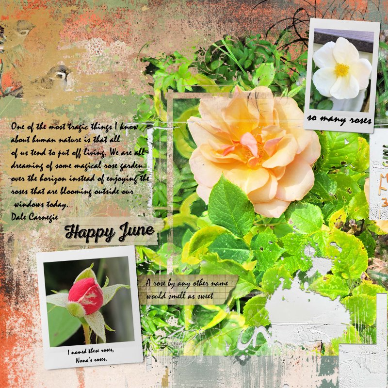 Roses Summer 2024
