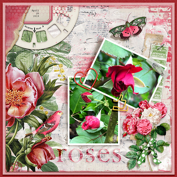 roses