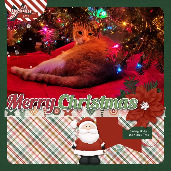 Sammy Under The X-mas Tree