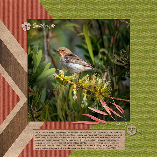 Scarlet Honeyeater