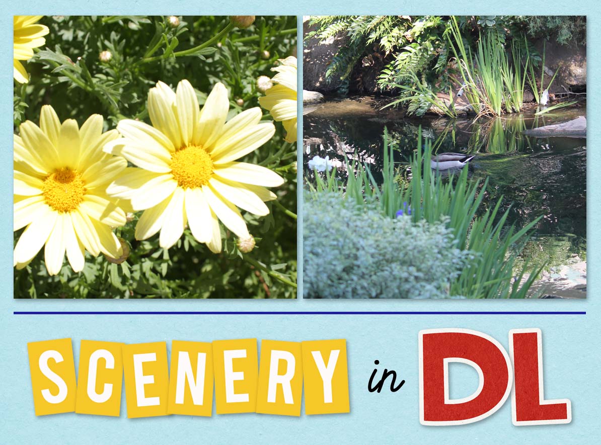 Scenery in Disneyland
