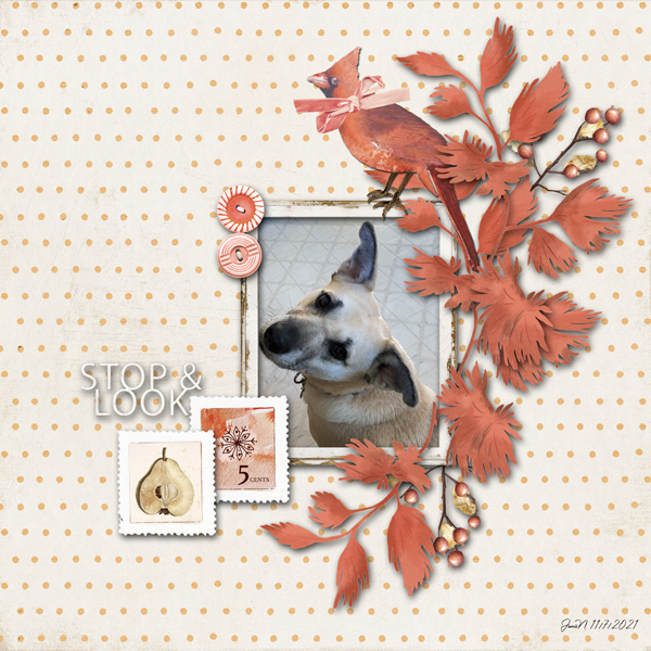 Scraplift_stop & Look