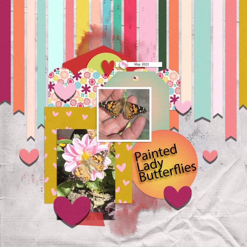 Scrapping With Liz Template Challenge Painted Ladies 2023 May