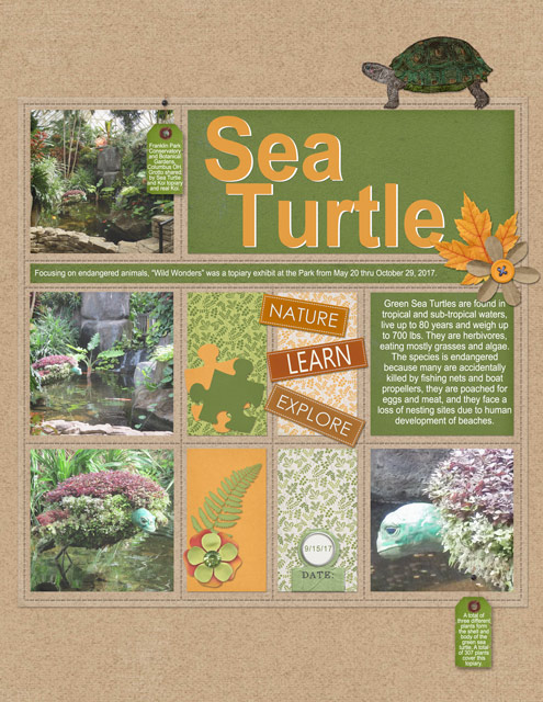 Sea-Turtle