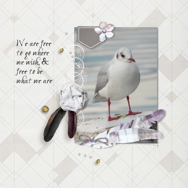 Seagull