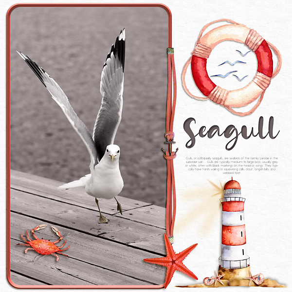 Seagulls