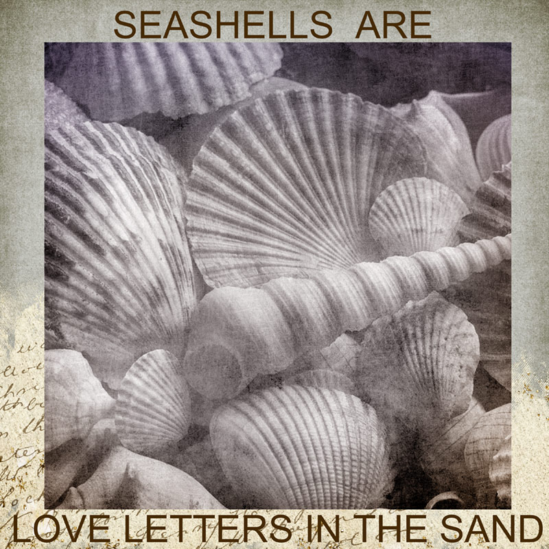 Seashell-style