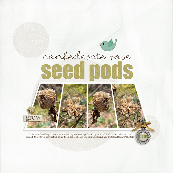 Seed Pods