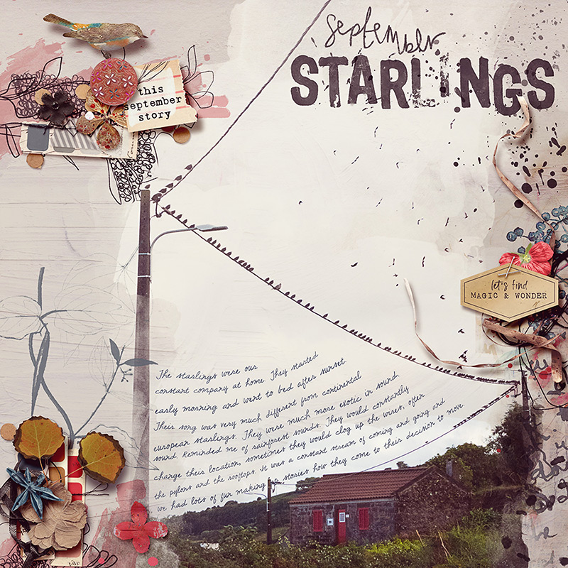 september starlings