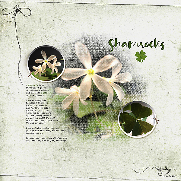 Shamrocks