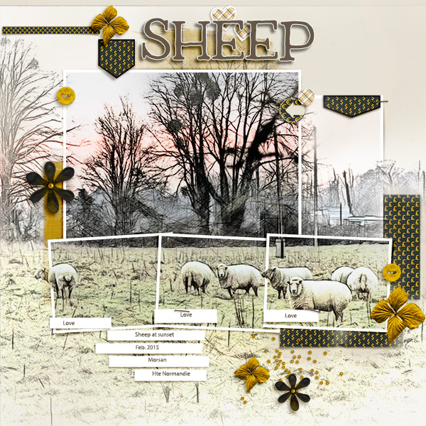 Sheep