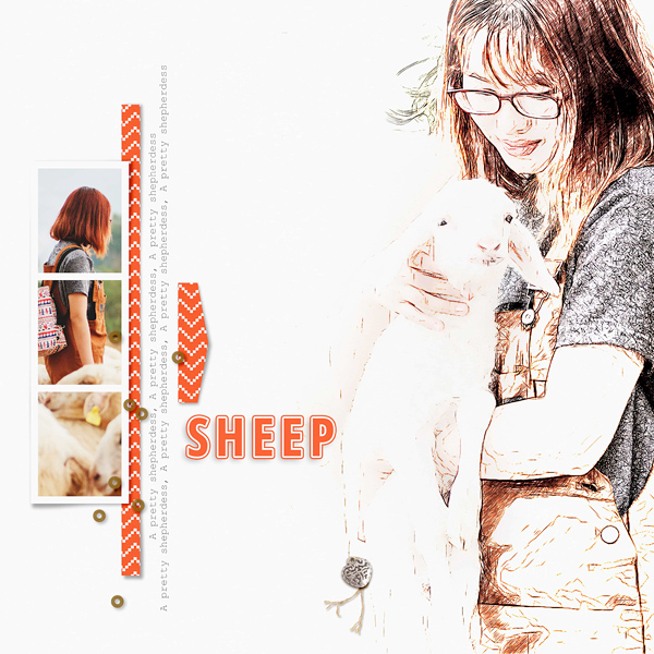Sheep