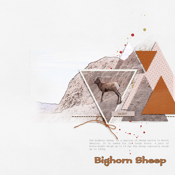 Sheep
