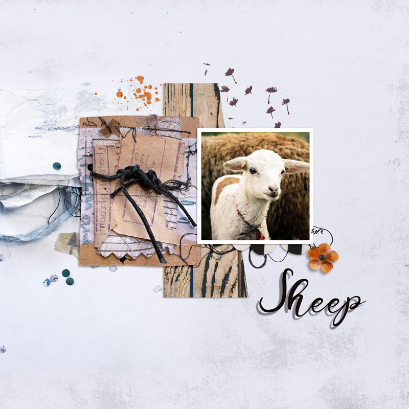 Sheep