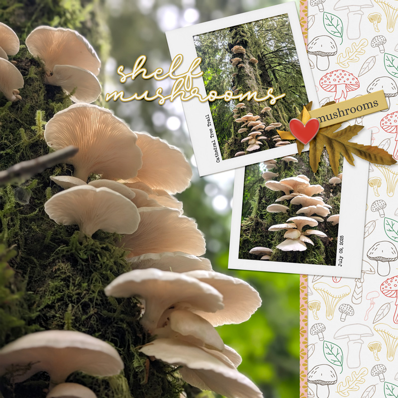 Shelf-mushrooms